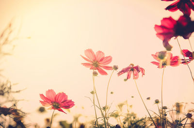 Low angle view of red flowers growing against sky during sunset