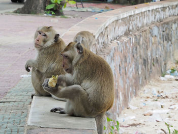 Monkey sitting on the wall