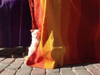 Cat with eyes closed while relaxing behind fabric