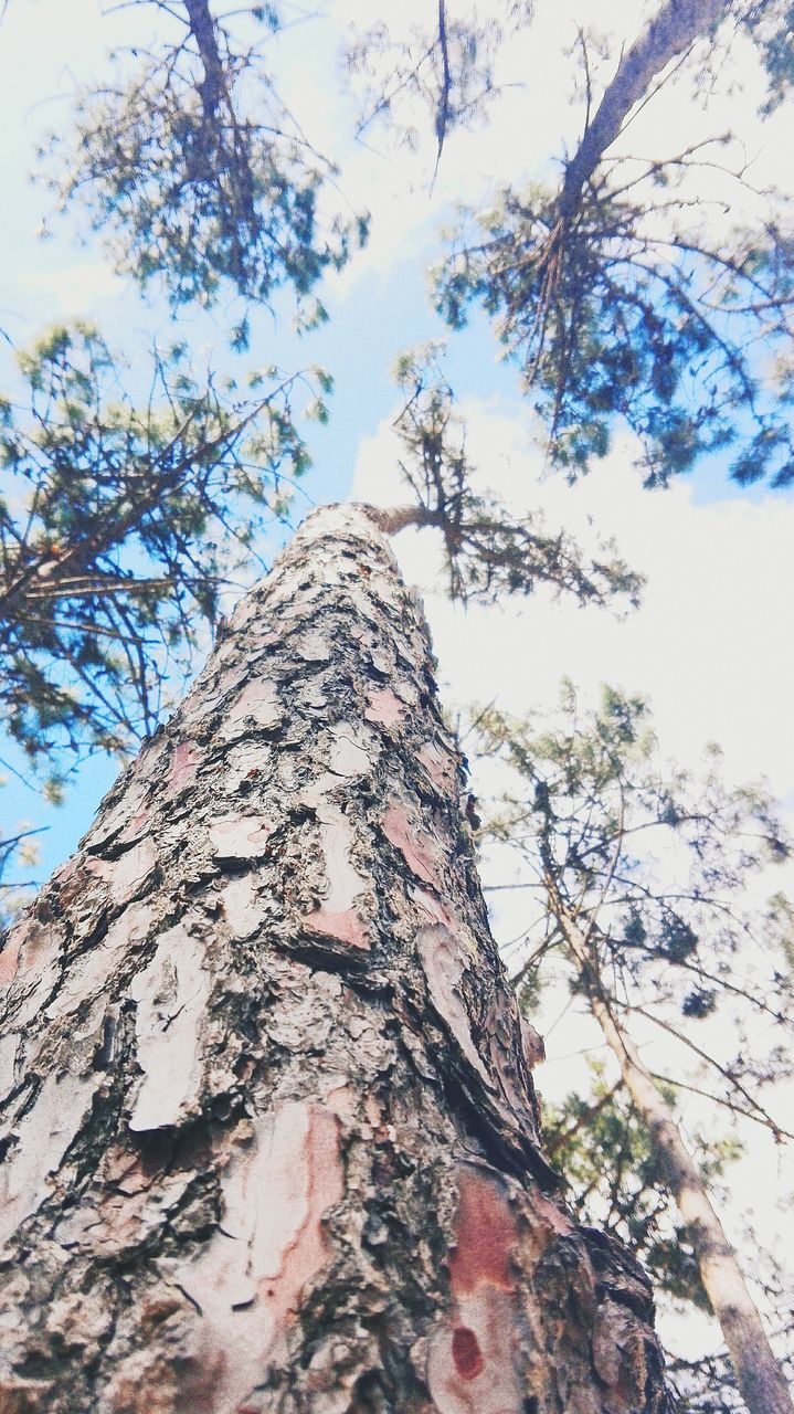 low angle view, tree, sky, branch, built structure, architecture, growth, tree trunk, nature, old, building exterior, day, outdoors, no people, close-up, textured, weathered, clear sky, wall - building feature, damaged