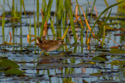 Bird in a lake