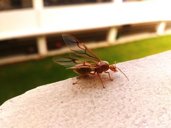 Close-up of insect