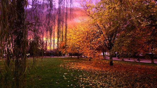 Trees against sky during sunset