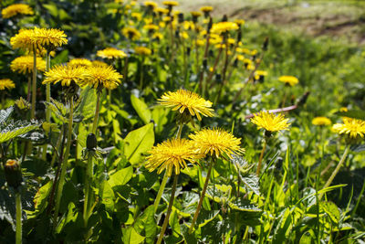 Close-up of yellow flowering plants on field