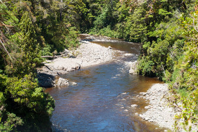 River amidst trees in forest