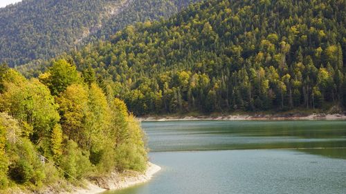 Scenic view of pine trees in forest