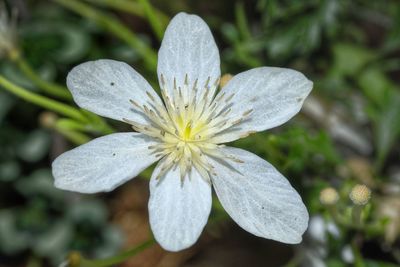 Close-up of white flower blooming outdoors