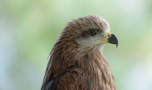 Close-up of bird