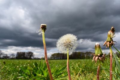 Close-up of thistle on field against sky