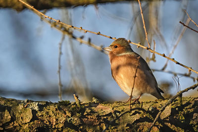 Close-up of bird perching on branch