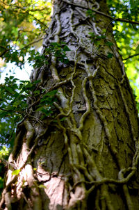 Low angle view of tree trunk in forest