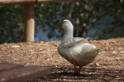 Close-up of bird on field