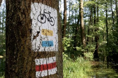 Graffiti on tree trunk in forest