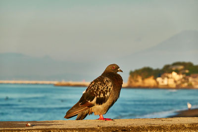 Seagull perching on a beachduring sunrise