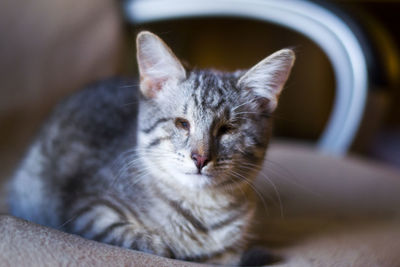 Close-up portrait of cat sitting