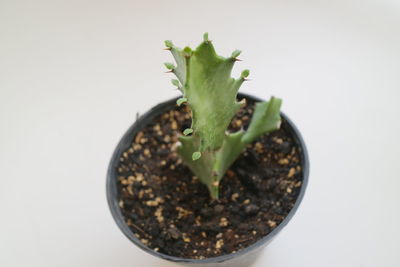 High angle view of potted plant against white background