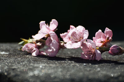 Close-up of pink flowers against black background