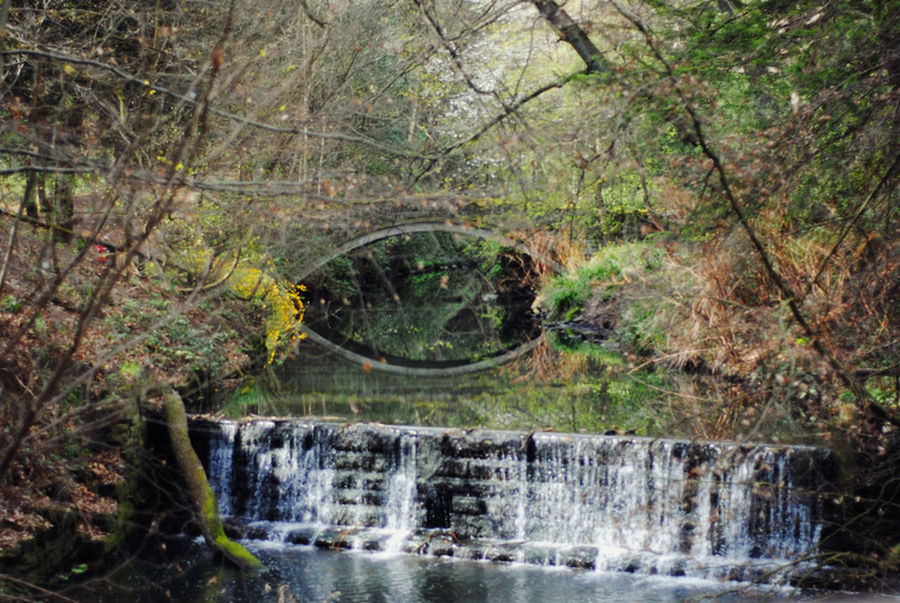 SCENIC VIEW OF RIVER FLOWING THROUGH TREES