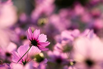 Close-up of pink flowers blooming outdoors