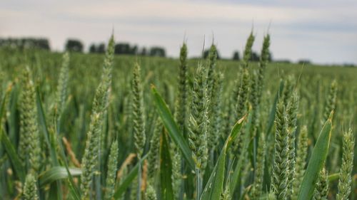 Close-up of wheat crops on field against sky