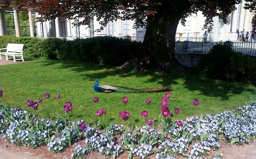 Flowers growing on tree