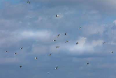 Flock of birds over the marsh / swamp in the gulf of mexico