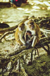 Monkeys sitting outdoors