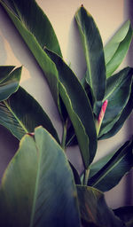 Close-up of green leaves on plant