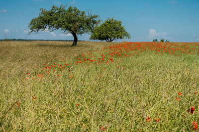 Scenic view of grassy field against sky