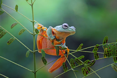 Close-up of lizard on leaf