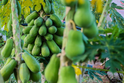 Close-up of fruits on tree