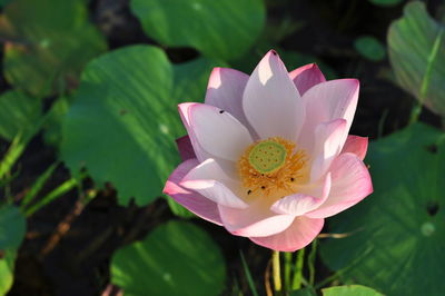 Close-up of pink flower blooming outdoors