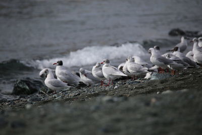 Seagulls on lake