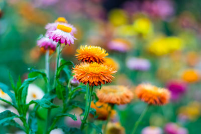 Close-up of yellow flowering plant