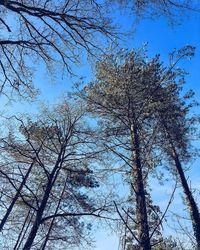 Low angle view of bare tree against blue sky
