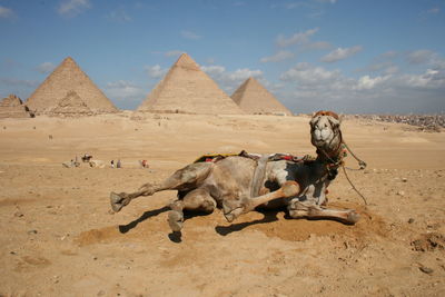 Horses in a desert