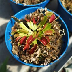 High angle view of potted plant