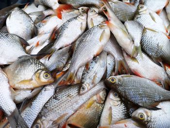 High angle view of fish for sale in market