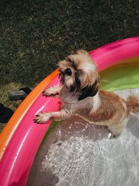 High angle view of dog in water