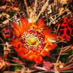 Close-up of red flowers