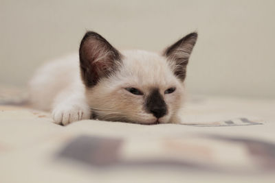 Close-up of cat resting