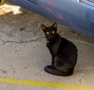 Portrait of black cat sitting on floor