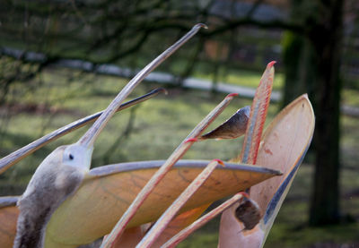 Close-up of a bird on field