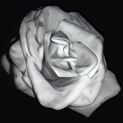 Close-up of rose over black background