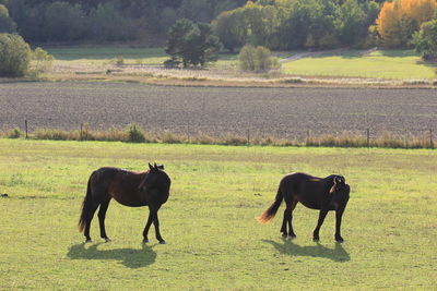 Sheep grazing on field