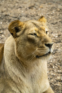 Close-up of a cat looking away