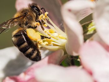 Close-up of bee pollinating flower