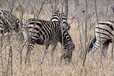 View of a zebra