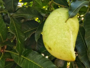 Close-up of lemon growing on tree