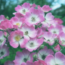 Close-up of pink flowering plants